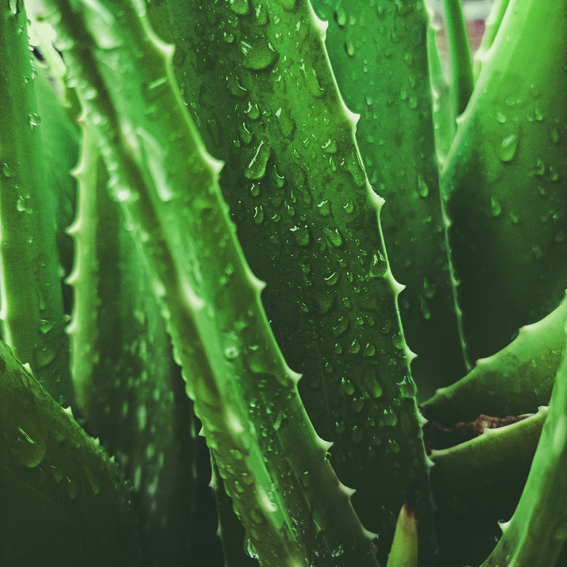 Organic Aloe Vera